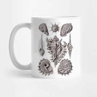 Ernst Haeckel Prosobranchia Sea Shells Aubergine Mug